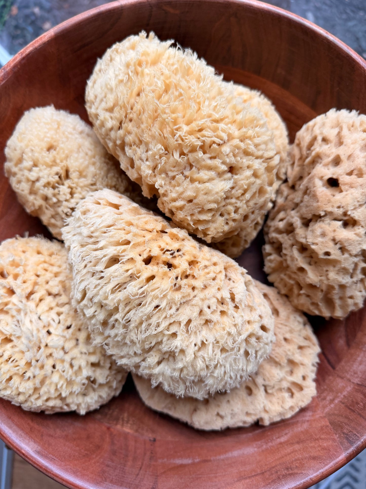 Natural Caribbean Sea Sponge