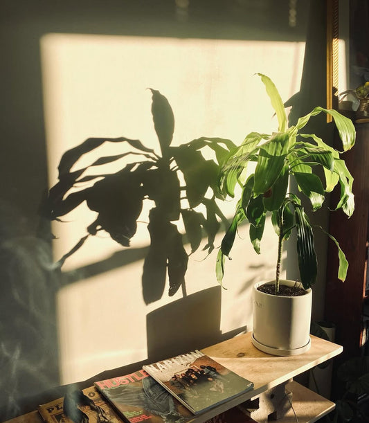 Plant Care as Self Care: Featuring Golden Gardens Botanical Studio